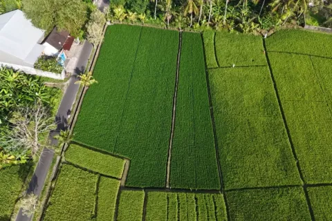 Land in Kaba-Kaba, Kediri, Tabanan, Bali (11108) 2
