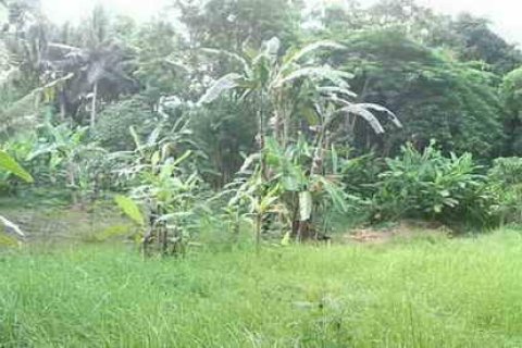 5650m2 Land in Tabanan,  (9212) 8