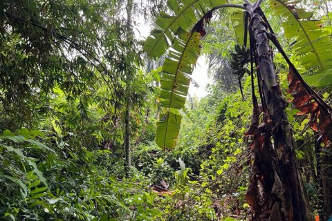Land in Tumbak Bayuh, Mengwi, Badung, Bali (11970)