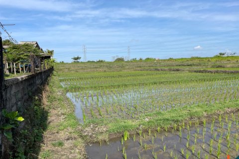Land in Tabanan, Bali (12151)