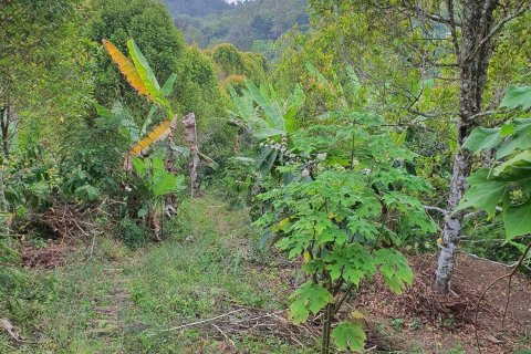 Land in Buleleng,  (9344) 10