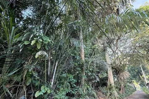 Land in Cepaka, Kediri, Tabanan, Bali (14041) 11