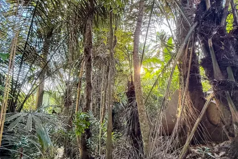 Land in Cepaka, Kediri, Tabanan, Bali (14041) 8