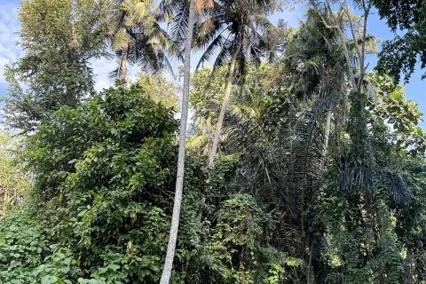 Land in Cepaka, Kediri, Tabanan, Bali (14041) 12