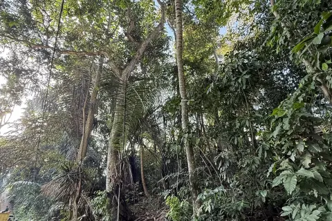 Land in Cepaka, Kediri, Tabanan, Bali (14041) 10