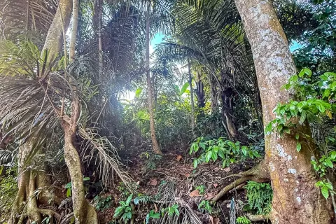 Land in Cepaka, Kediri, Tabanan, Bali (14041) 2