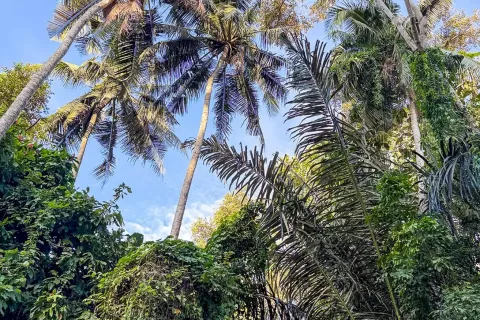 Land in Cepaka, Kediri, Tabanan, Bali (14041) 13