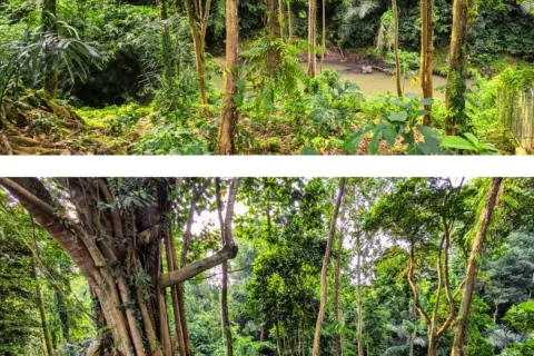 Land in Cepaka, Kediri, Tabanan, Bali (11393)