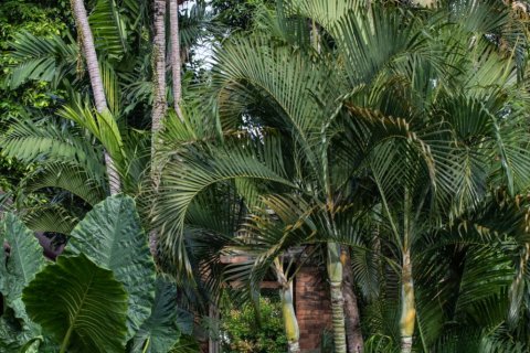 5 bedrooms Villa in Pererenan, Mengwi, Badung, Bali (15620) 11