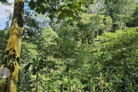 7475m2 Land in Lovina, Anturan, Buleleng, Bali (17092) 15