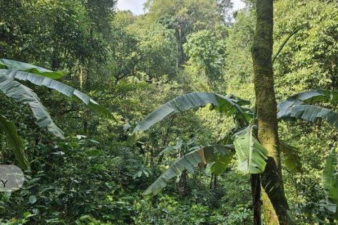 7475m2 Land in Lovina, Anturan, Buleleng, Bali (17092) 8
