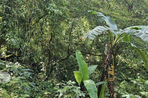 7475m2 Land in Lovina, Anturan, Buleleng, Bali (17092) 12