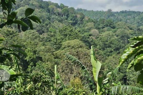 7475m2 Land in Lovina, Anturan, Buleleng, Bali (17092) 5