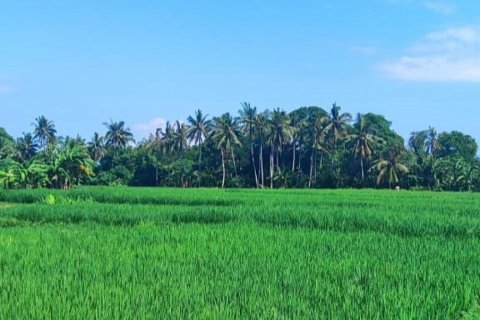Land in Tabanan, Bali (12131) 6