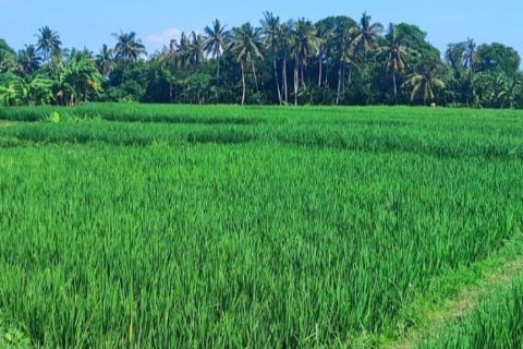 Land in Tabanan, Bali (12131) 4