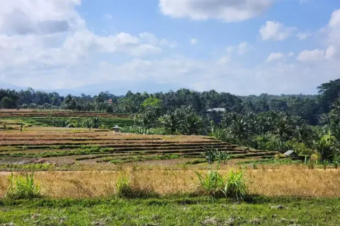 Land in Ubud, Gianyar, Bali (17052) 12