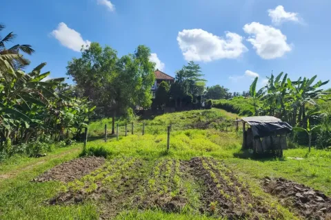 Land in Ubud, Gianyar, Bali (17052) 7