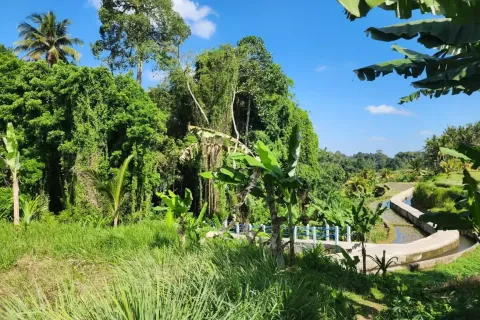 Land in Ubud, Gianyar, Bali (17052) 8