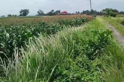 Земельный участок в Селемадег, Табанан,  (9643) 4