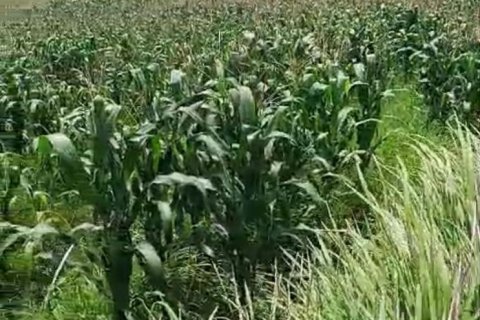 Земельный участок в Селемадег, Табанан,  (9643) 2