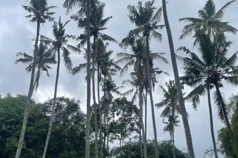 Land in Kediri, Tabanan, Bali (10859) 6