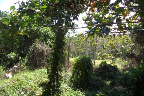Land in Denpasar, Bali (12330)