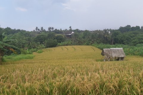 Land in Tabanan, Bali (12311)