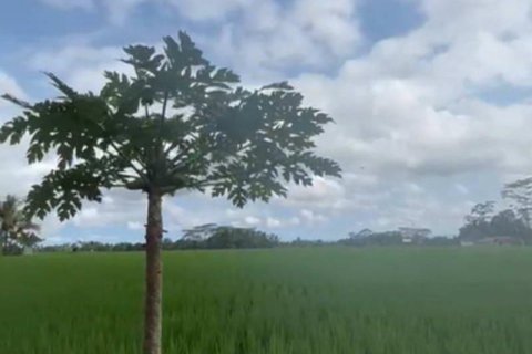 1230m2 Land in Ubud, Gianyar, Bali (13995) 7