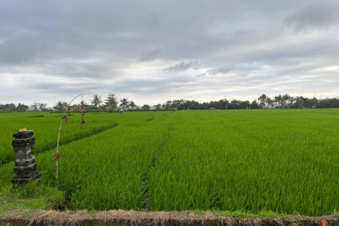 Land in Jembrana, Bali (11789) 4