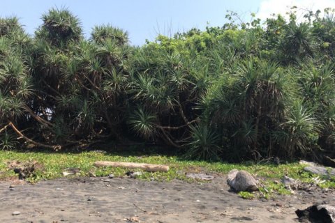 Land in Jembrana, Bali (11789) 7