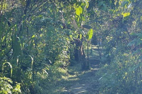 9400m2 Land in Lovina, Anturan, Buleleng, (9869) 6