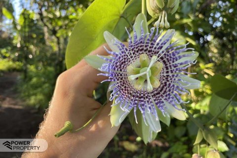 9400m2 Land in Lovina, Anturan, Buleleng, (9869) 10