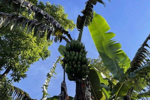 9400m2 Land in Lovina, Anturan, Buleleng, (9869) 4