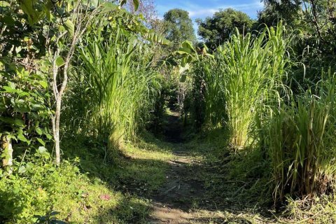 9400m2 Land in Lovina, Anturan, Buleleng, (9869) 7