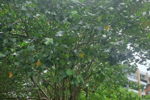 Земельный участок 3248м2 в Чангу, Бадунг, (9843) 7