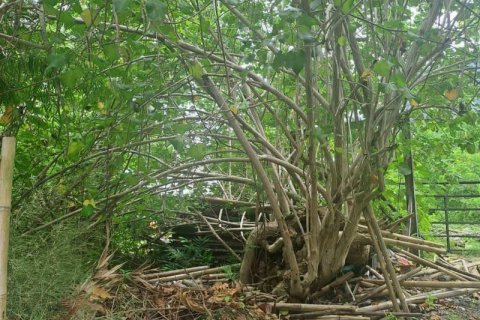 Земельный участок 3248м2 в Чангу, Бадунг, (9843) 1