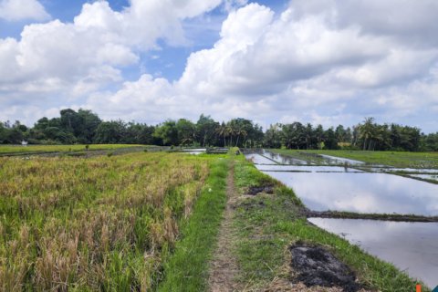 Land in Kediri, Tabanan, Bali (14034) 8