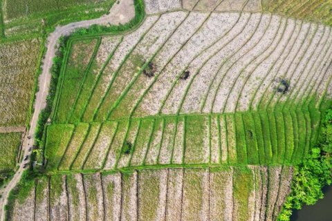 2650m2 Land in Tabanan, Bali (12053) 2