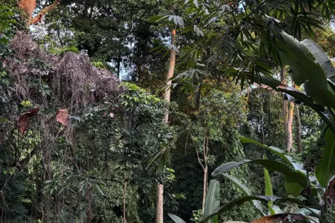 Land in Tumbak Bayuh, Mengwi, Badung, Bali (11120) 3