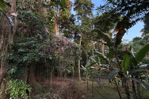 Land in Tumbak Bayuh, Mengwi, Badung, Bali (11120) 2