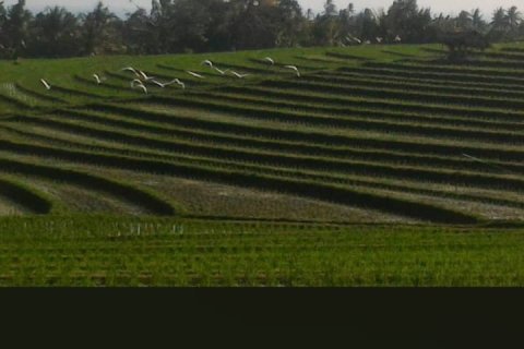 Земельный участок в Селемадег, Табанан,  (9411) 1