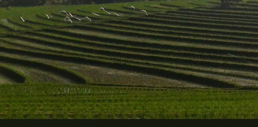 Земельный участок в Селемадег, Табанан,  (9411)