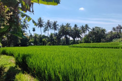Land in Ubud, Gianyar, Bali (11722) 6