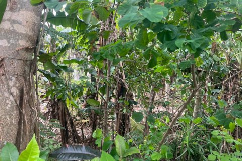 Land in Ungasan, Badung, Bali (11824) 7