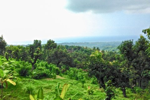 Land in Lovina, Anturan, Buleleng, Bali (11825) 2
