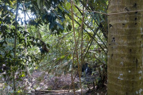 Land in Buwit, Kediri, Tabanan, Bali (4420) 15