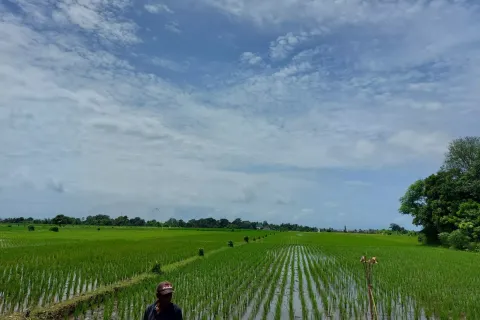 Land in Kediri, Tabanan, Bali (14046)