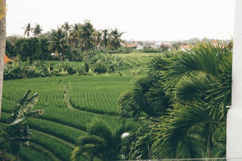3 bedrooms House in Munggu, Mengwi, Badung, Bali (15705) 14
