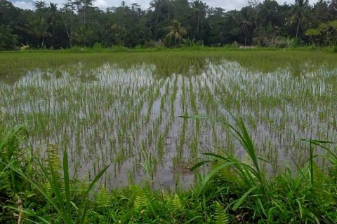 Land in Tegallalang, Gianyar, Bali (12286)