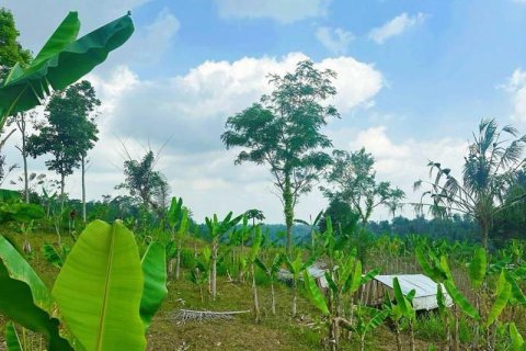3420m2 Land in Ubud, Gianyar, Bali (13907) 2